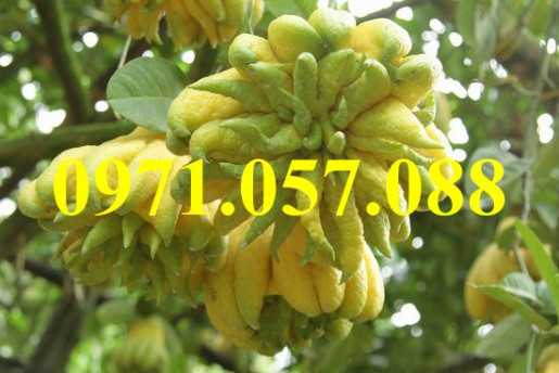 GIỐNG CÂY PHẬT THỦ